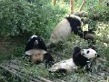 Pandas (015)